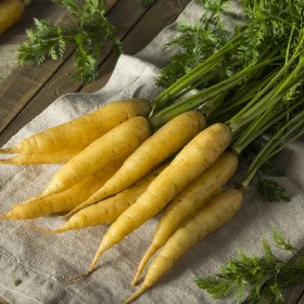 Yellow carrot of Doubs, Daucus carota